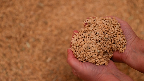 Quy định của EU có thể khiến giống lúa Tây Ban Nha 'tuyệt chủng'