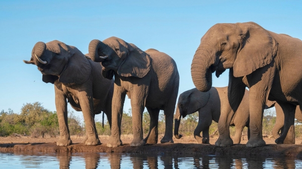 Botswana dọa đưa 20.000 con voi hoang dã đến Đức