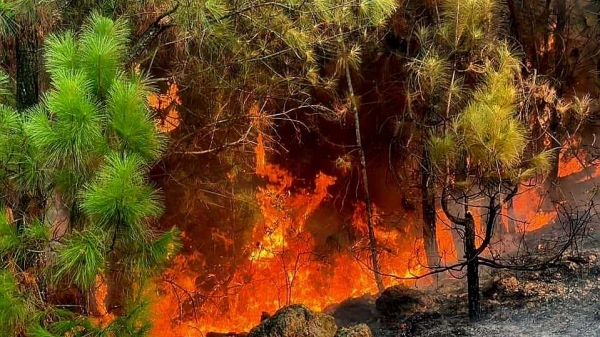 Cháy rừng phạm vi rộng, 10 ha rừng tại huyện Nam Đàn bị thiêu rụi