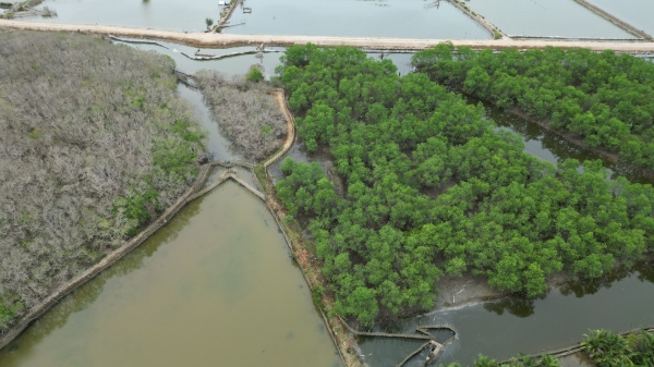 Rừng ngập mặn nguyên sinh duy nhất còn lại ở vùng đầm phá Tam Giang