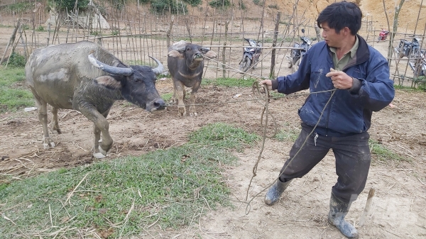 27 xã tại Nghệ An trống nhân viên thú y không chuyên trách