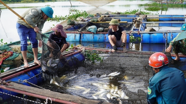 Đã xác định được nguyên nhân khiến cá chết hàng loạt tại Hà Tĩnh