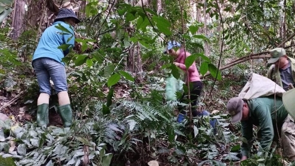 Trồng gần 15 ha cây dược liệu dưới tán rừng