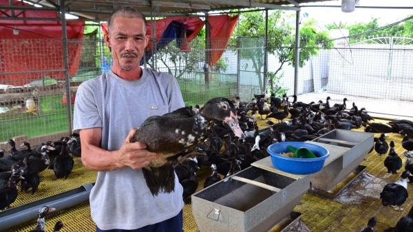 Trang trại chăn nuôi tuần hoàn, khép kín đầu tiên tại Phú Xuyên