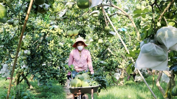 Cách làm hay ở Bắc Giang [Bài 6]: Xây dựng NTM gắn với phát triển nông nghiệp sinh thái, bền vững