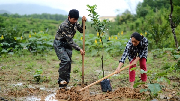 Agribank hỗ trợ cây giống giúp người dân miền núi chuyển đổi sinh kế