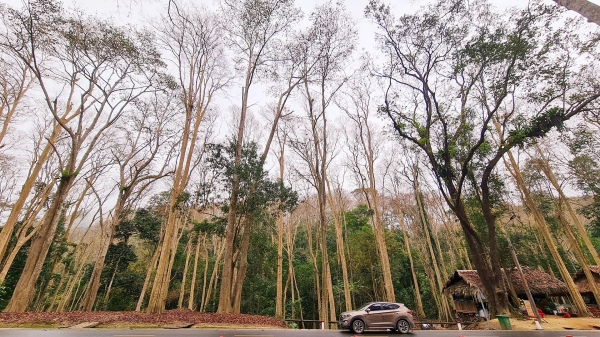 Dịch vụ môi trường rừng phủ sóng hơn nửa triệu ha tại Nghệ An