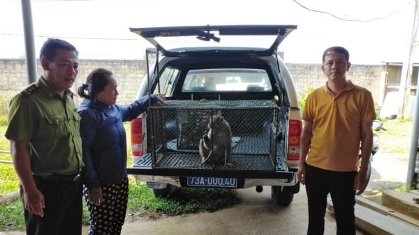 Vườn Quốc gia Phong Nha - Kẻ Bàng tiếp nhận 3 cá thể động vật hoang dã