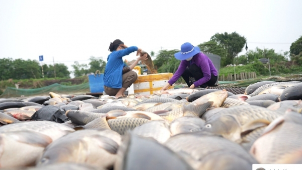 1.000 tấn cá chết ở Hải Dương, Chủ tịch UBND tỉnh chỉ đạo tìm nguyên nhân