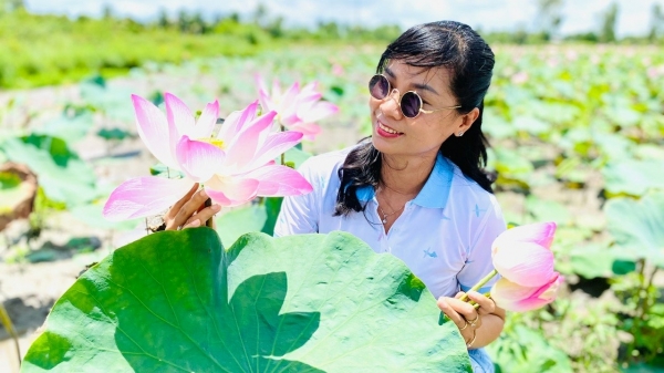 Gathering 66,000 lotus pots to organize Dong Thap lotus festival 2024