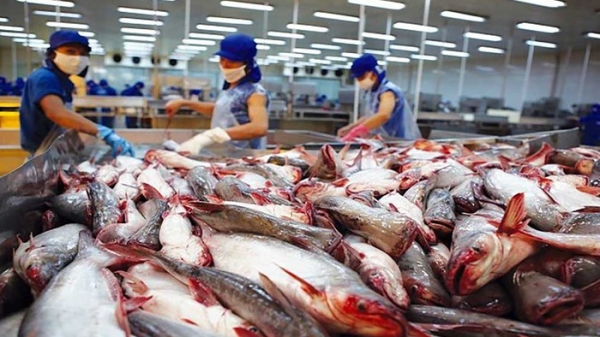 Dự báo xuất khẩu cá tra năm 2022 tăng 22%