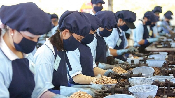 Hiệp hội Điều Việt Nam khuyến nghị doanh nghiệp cảnh giác đơn hàng lớn bất thường