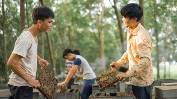 Mỹ giảm thuế chống bán phá giá mật ong Việt Nam từ 400% về 58%