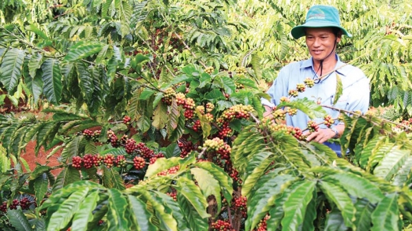 Dự án VnSAT nâng tầm chất lượng, thương hiệu cà phê Việt Nam