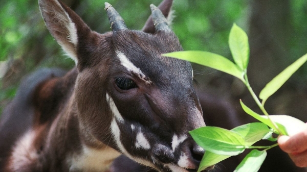 WWF đề xuất Bộ NN-PTNT có đề án nhân giống bảo tồn loài Sao la
