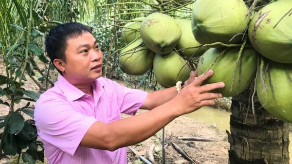 Xây dựng 6.000ha dừa đạt chứng nhận hữu cơ xuất khẩu