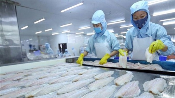 Trung Quốc là nhà nhập khẩu cá tra lớn nhất của Việt Nam 3 năm liền