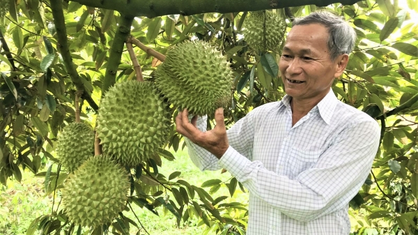 Sầu riêng nghịch vụ giá bán tăng 40.000 đồng/kg