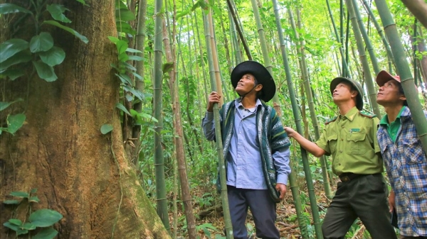 Xem xét nâng mức hỗ trợ đảm bảo đời sống của người bảo vệ rừng