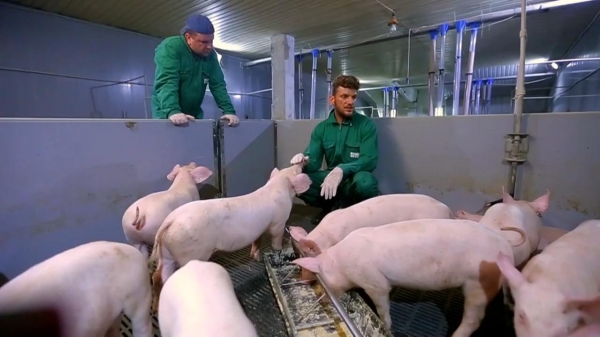 Đàn lợn ở Đức giảm kỷ lục do kinh tế khó khăn kéo dài
