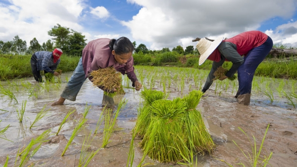 Thái Lan lo lắng khi nông dân chuyển sang trồng lúa Việt Nam