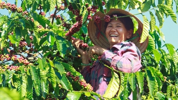 Thụy Sĩ tăng nhập khẩu cà phê từ Việt Nam