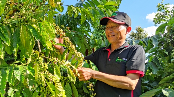 Việt Nam không còn hiện tượng phá rừng trồng cà phê
