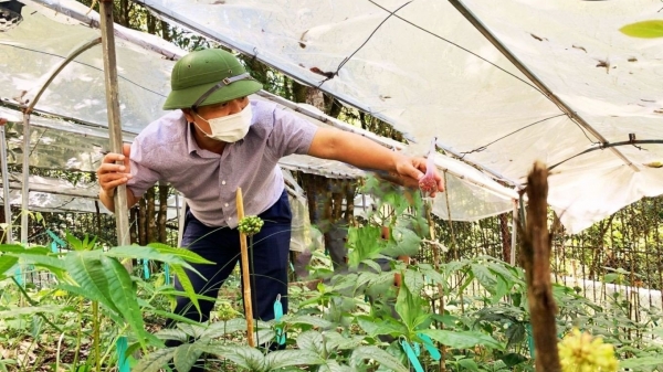 Lai Châu phấn đấu có 10.000ha trồng sâm vào năm 2045