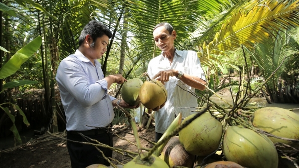 Dừa tươi Việt Nam trước thời cơ 'vàng' xuất khẩu chính ngạch sang Trung Quốc