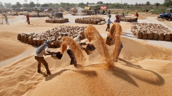 Tác động từ việc Ấn Độ cấm xuất khẩu gạo