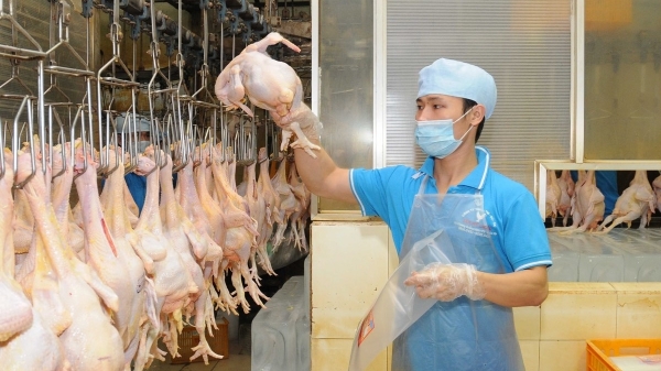 Xác định 12 thị trường trọng điểm xuất khẩu thịt gà chế biến