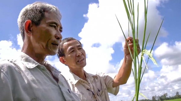 HTX sản xuất lúa hữu cơ thu hàng chục tỷ mỗi năm