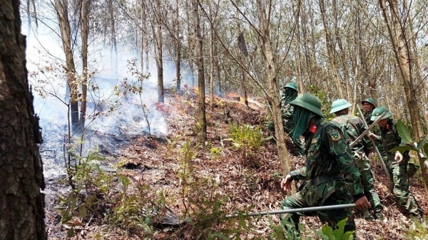 Cháy hơn 4ha rừng sản xuất ở Nam Đàn