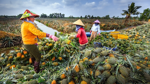 Khóm nghịch vụ giá bán cao do nguồn cung hạn chế