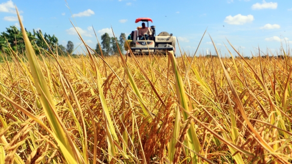 Xuất khẩu gạo 8 tháng đầu năm đạt gần 6 triệu tấn