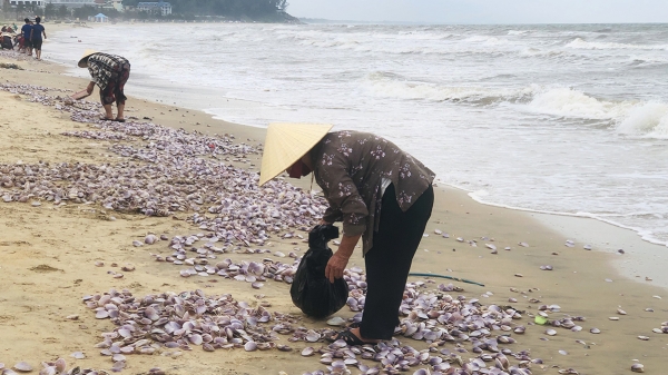 Loài nhuyễn thể hai mảnh tràn ngập bãi biển, người dân đổ xô nhặt ‘lộc trời’