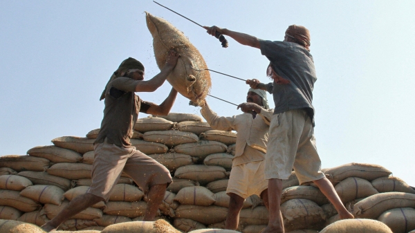 Ấn Độ sẽ duy trì lệnh cấm xuất khẩu gạo đến năm 2024