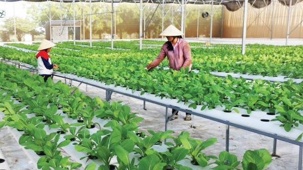 Việt Nam đặt mục tiêu xuất khẩu rau đạt 1 - 1,5 tỷ USD năm 2030
