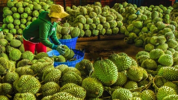 Hàng trăm lô trái cây xuất khẩu bị cảnh báo, Bộ NN-PTNT ‘tuýt còi’