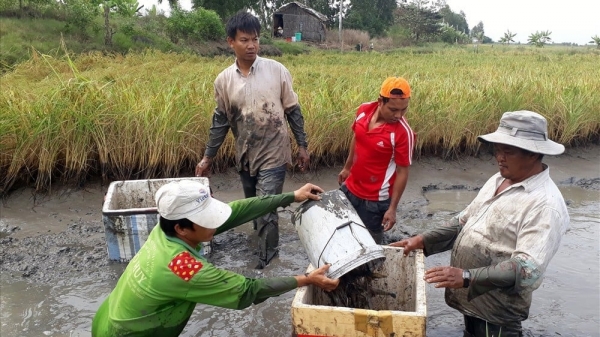 Nuôi tôm càng xanh trên đất lúa thu nhập 300 triệu đồng/ha/năm