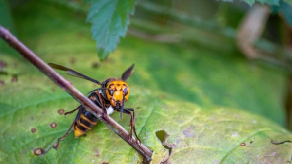 Mỹ truy lùng 'ong sát thủ', cả năm phát hiện 20 con