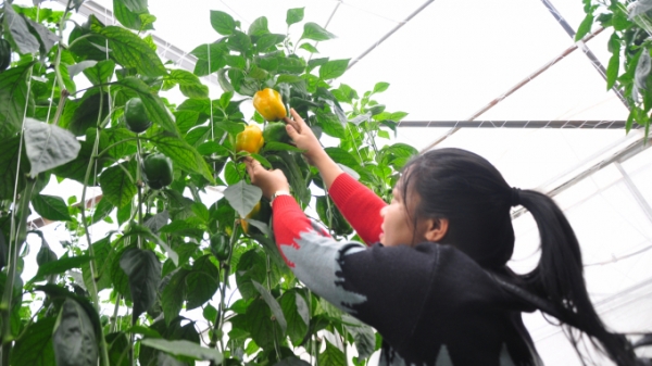 Lâm Đồng tăng thu hút đầu tư vào nông nghiệp công nghệ cao