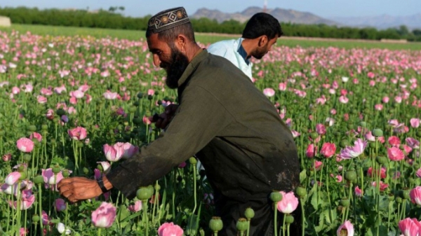 Cỗ máy in tiền giúp Taliban nuôi quân