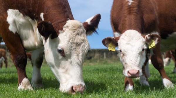 Trung Quốc cấm nhập khẩu do bệnh bò điên lại xuất hiện ở Anh