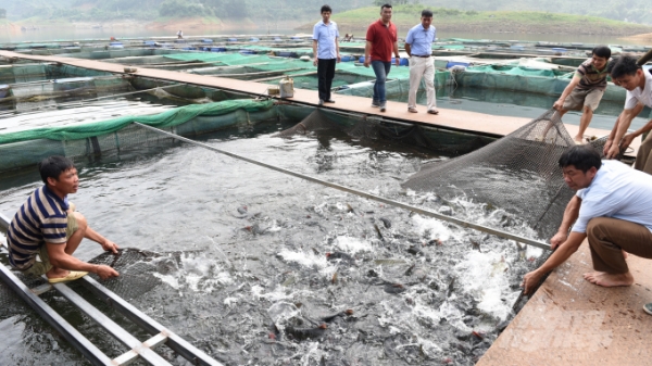 Nuôi thủy sản sạch trên hồ thủy điện Tuyên Quang
