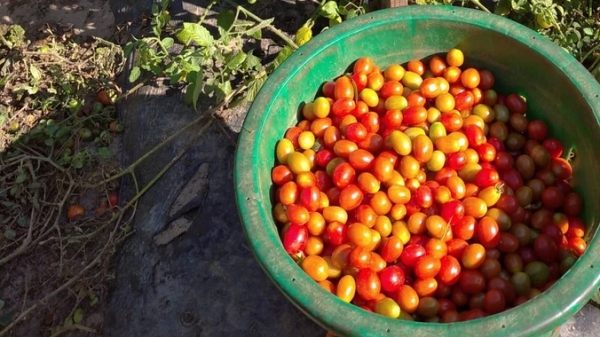 Trải nghiệm làm nông dân hái cà chua bi ở Canada