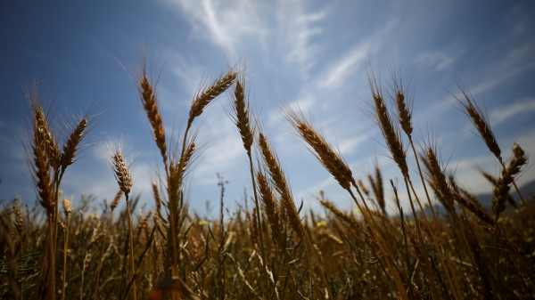 Châu Âu gieo hạt giống cho cuộc cách mạng nông nghiệp bền vững