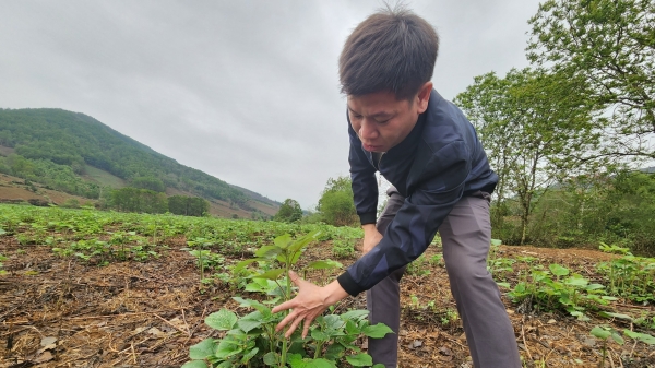 Cây gai xanh giúp nhiều nông dân Thanh Hóa đổi đời