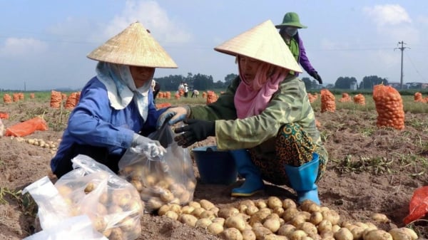 Cơ hội mới cho ngành hàng rau quả Việt Nam