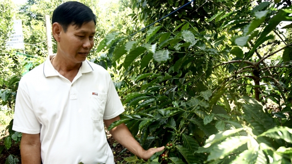 Thực hành nông nghiệp chính xác để xây dựng chuỗi cà phê, hồ tiêu bền vững